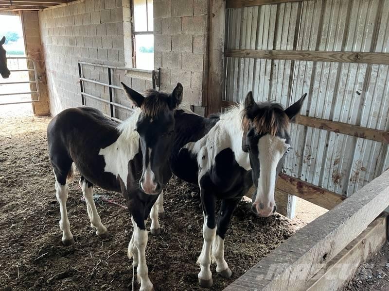  Horse Filly 기타 축산 기계 및 부속품
