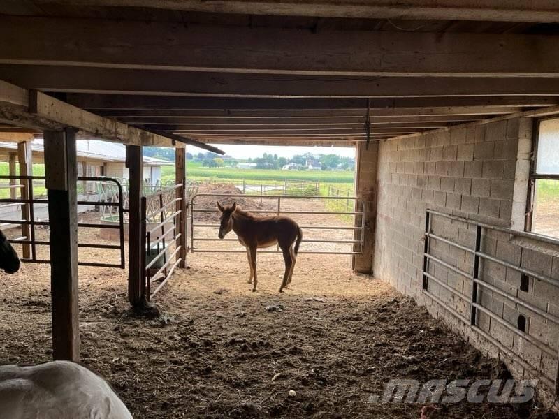  Mule Colt 기타 축산 기계 및 부속품