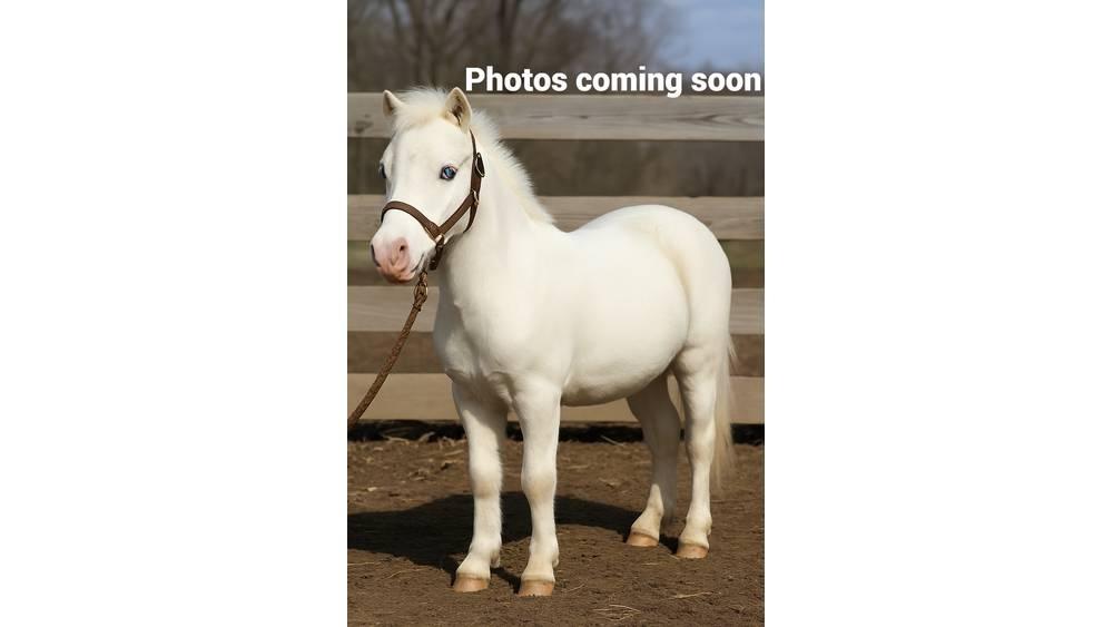  Pony 40" 축유 장비