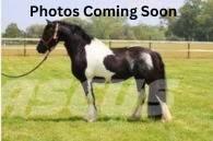  Horse Standardbred 기타 축산 기계 및 부속품