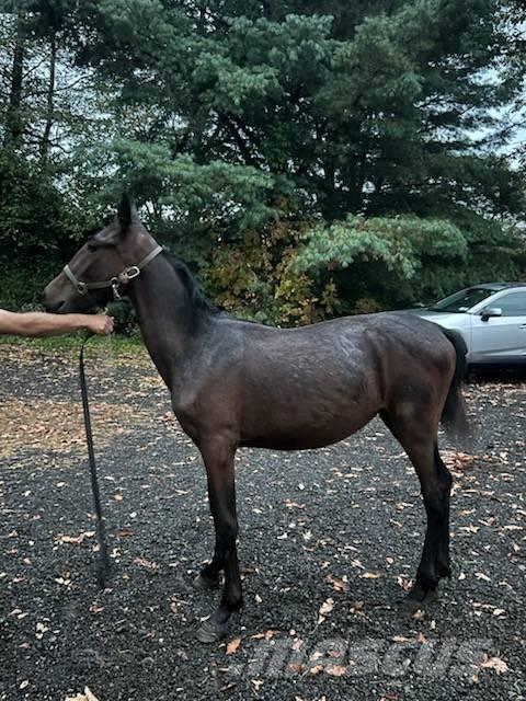  Horse Standardbred 기타 축산 기계 및 부속품