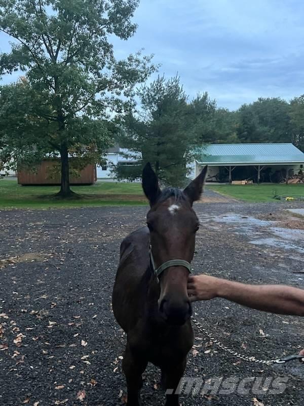  Horse Standardbred 기타 축산 기계 및 부속품