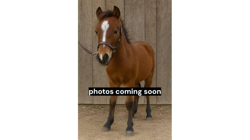  Pony Stallion 35in 축유 장비