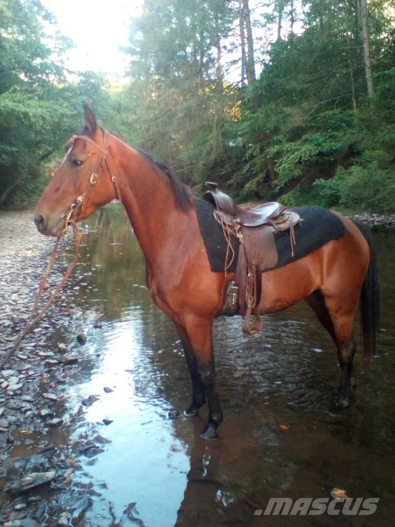 Morgan Mare 기타 축산 기계 및 부속품