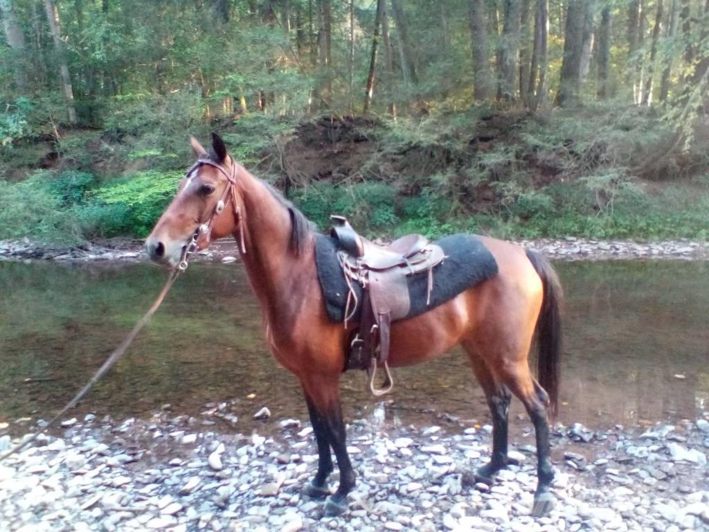 Morgan Mare 기타 축산 기계 및 부속품