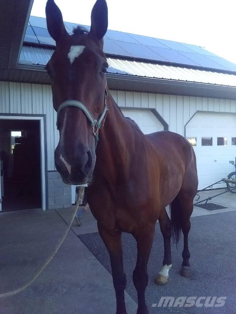  Standardbred Gelding 축유 장비