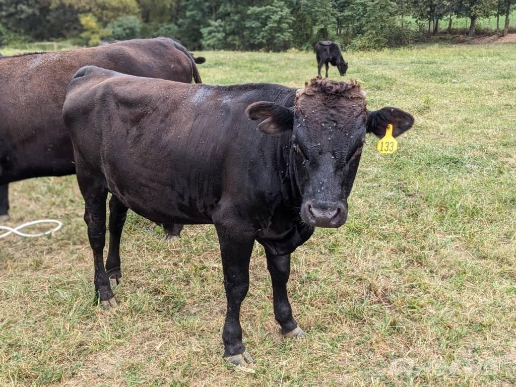 Bull (Organic Farm) 축유 장비