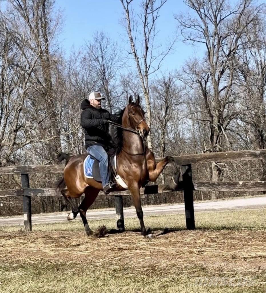  Horse Saddlebred 기타 축산 기계 및 부속품