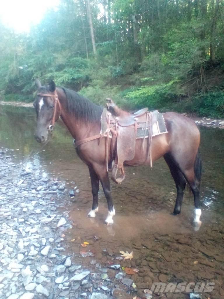  Horse Standaredbred 기타 축산 기계 및 부속품
