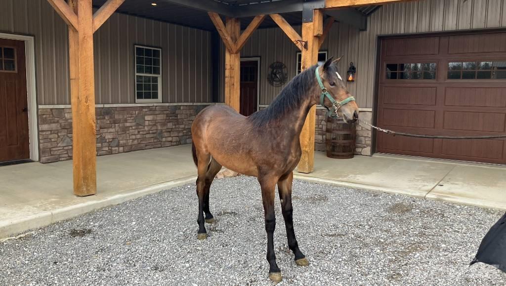 Morgan Filly 기타 트랙터 부속품
