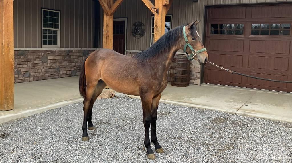 Morgan Filly 기타 트랙터 부속품