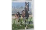  Horse Mare 기타 축산 기계 및 부속품