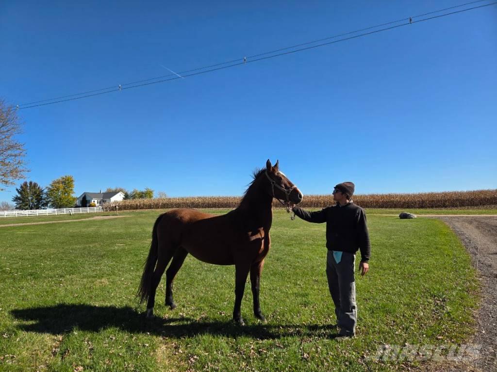  Horse Mare 기타 축산 기계 및 부속품