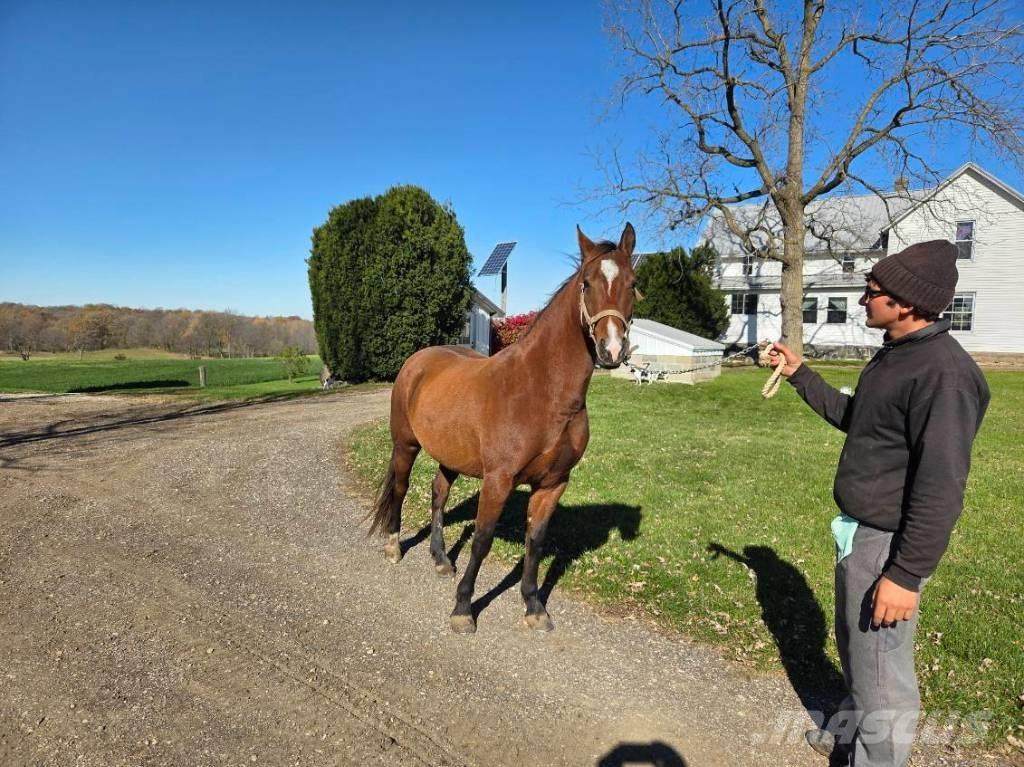  Horse Mare 기타 축산 기계 및 부속품