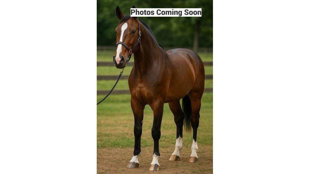  Horse Standardbred 기타 축산 기계 및 부속품