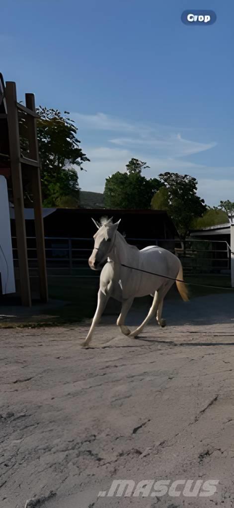  Horse Mare 기타 축산 기계 및 부속품