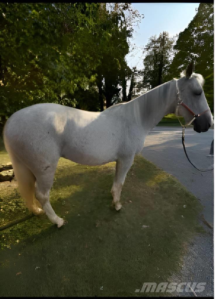  Horse Mare 기타 축산 기계 및 부속품