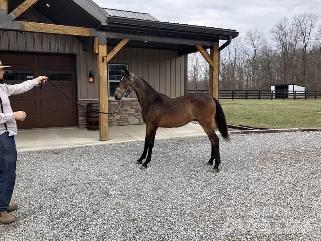 Morgan Filly 건설 장비 - 기타