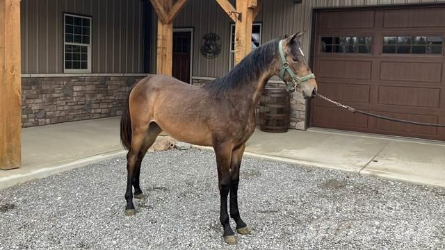 Morgan Filly 건설 장비 - 기타